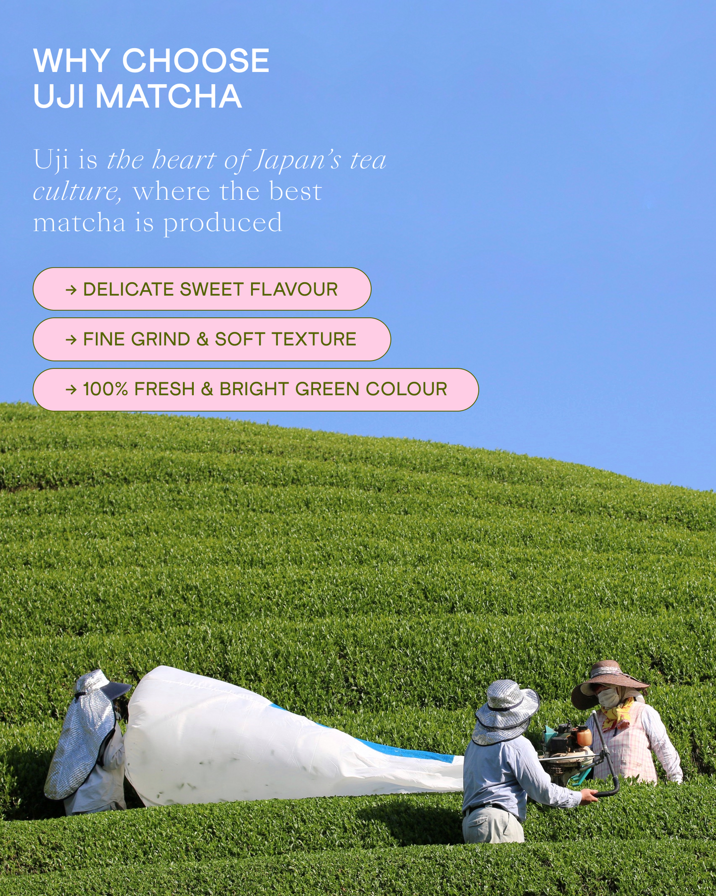 High Ceremonial Matcha Etenraku 20g Yanoen. Uji, Kyoto