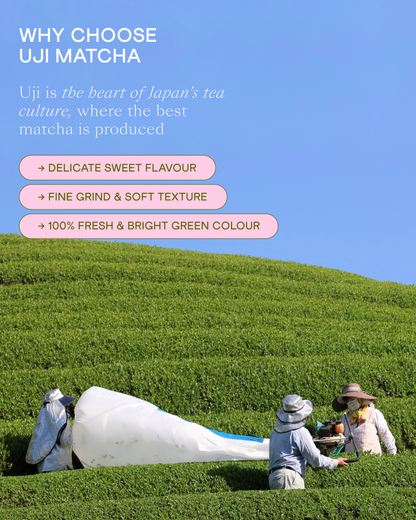 Wholesale Ceremonial Matcha Uji no Shiro 250g, Uji, Kyoto