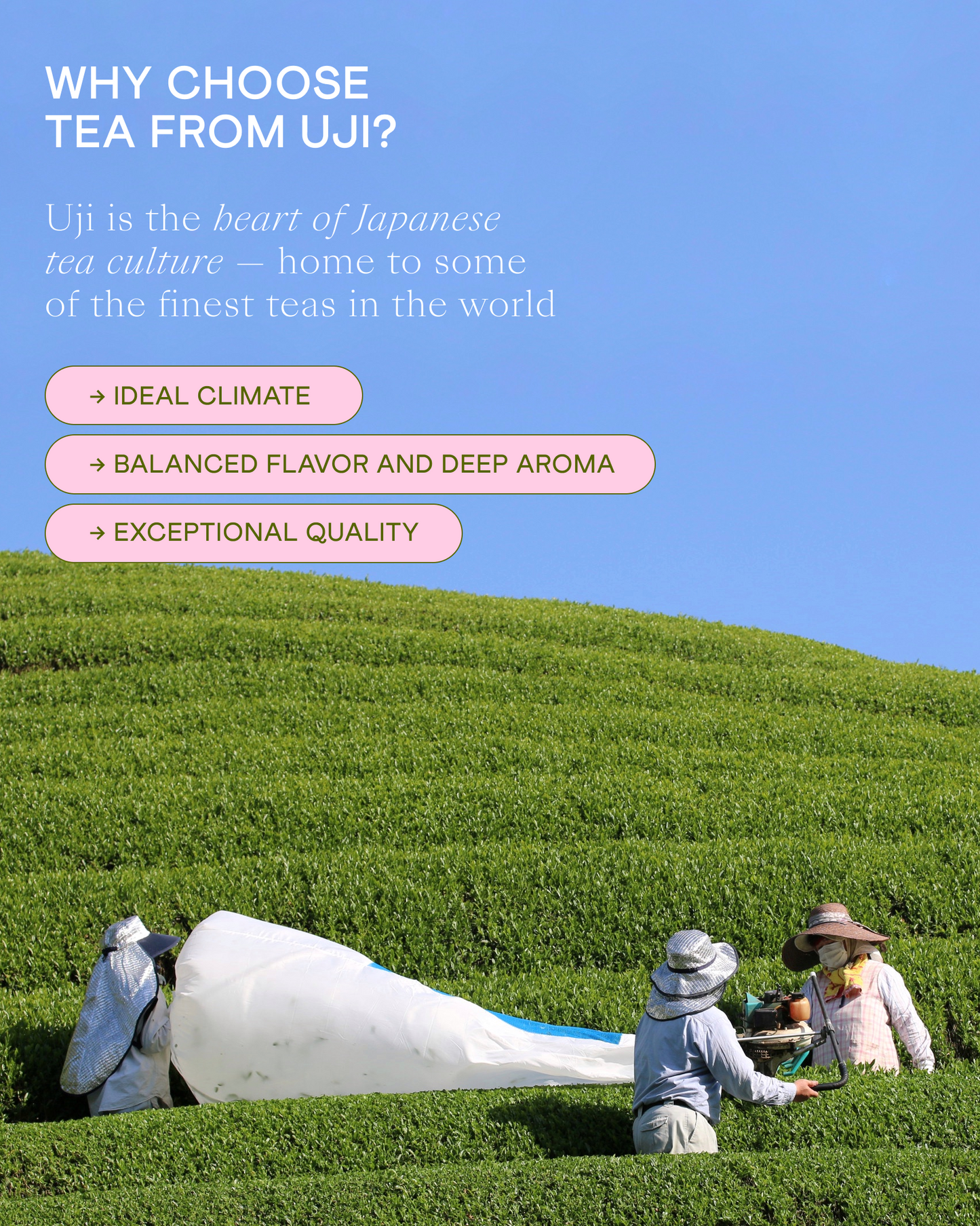 Wholesale Hojicha tea powder 250g