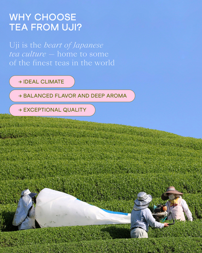 Wholesale Hojicha tea powder 250g